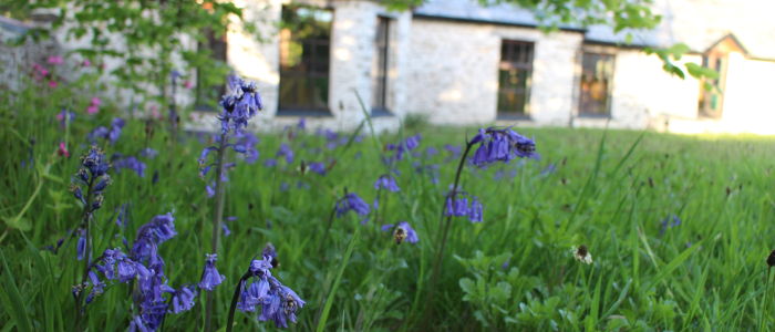 Bluebells in the back garden