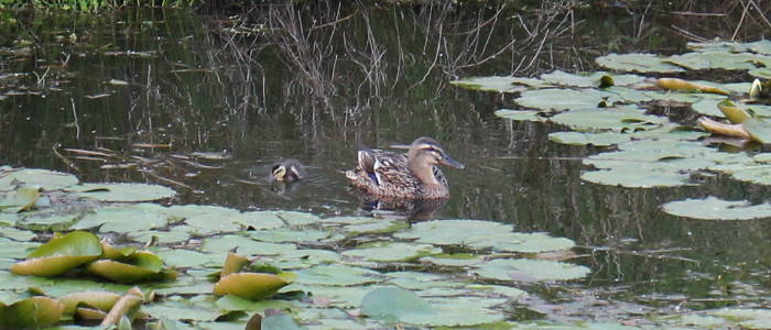 Duck and duckling on neighbours pond