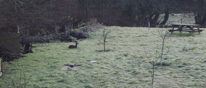 Deer enjoying the morning sunshine in the garden